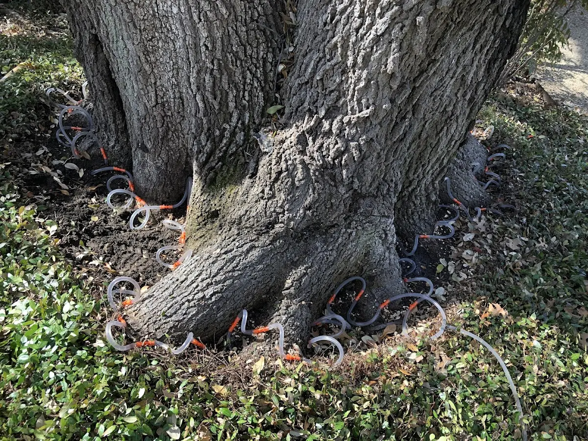 Detailed Tree Cabling and Bracing job site in Waldo